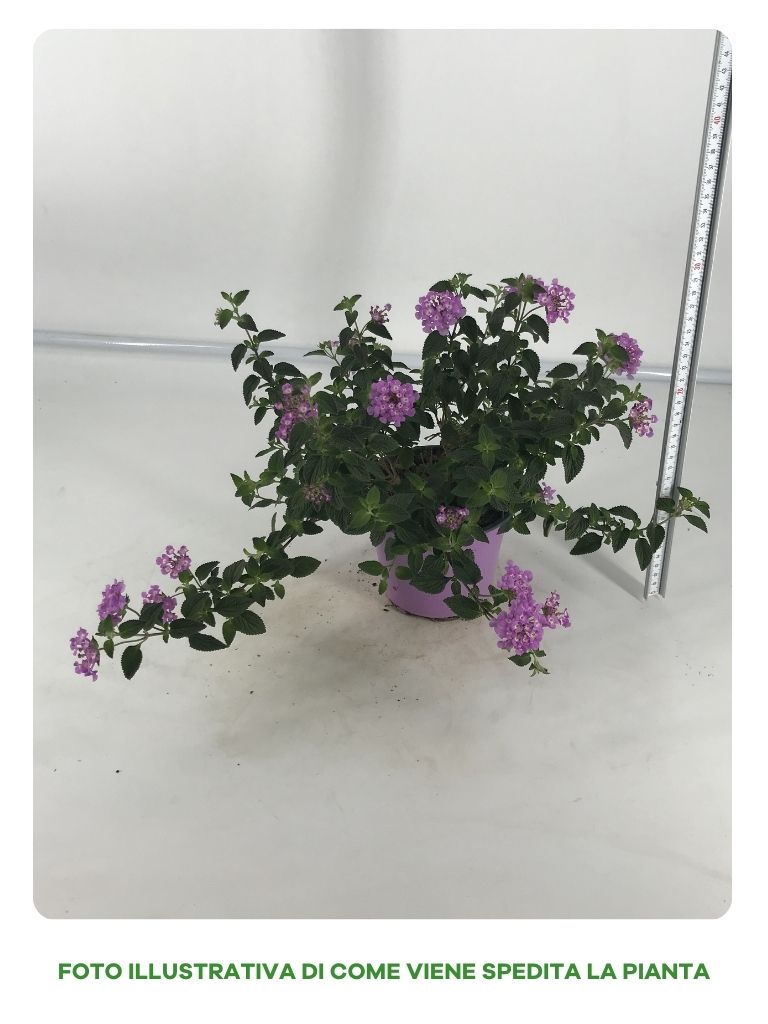 LANTANA SELLOWIANA IN VASO DA 14CM