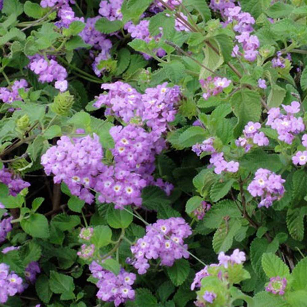 LANTANA SELLOWIANA CESPUGLIO IN VASO DA 14CM