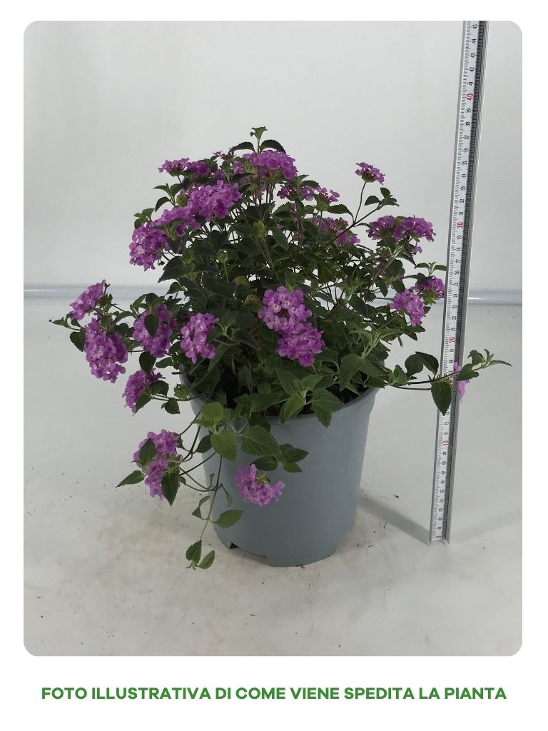 LANTANA SELLOWIANA CESPUGLIO IN VASO DA 14CM