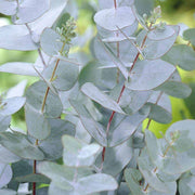 EUCALYPTUS GUNNII O EUCALIPTO DEL SIDRO VASO 18CM