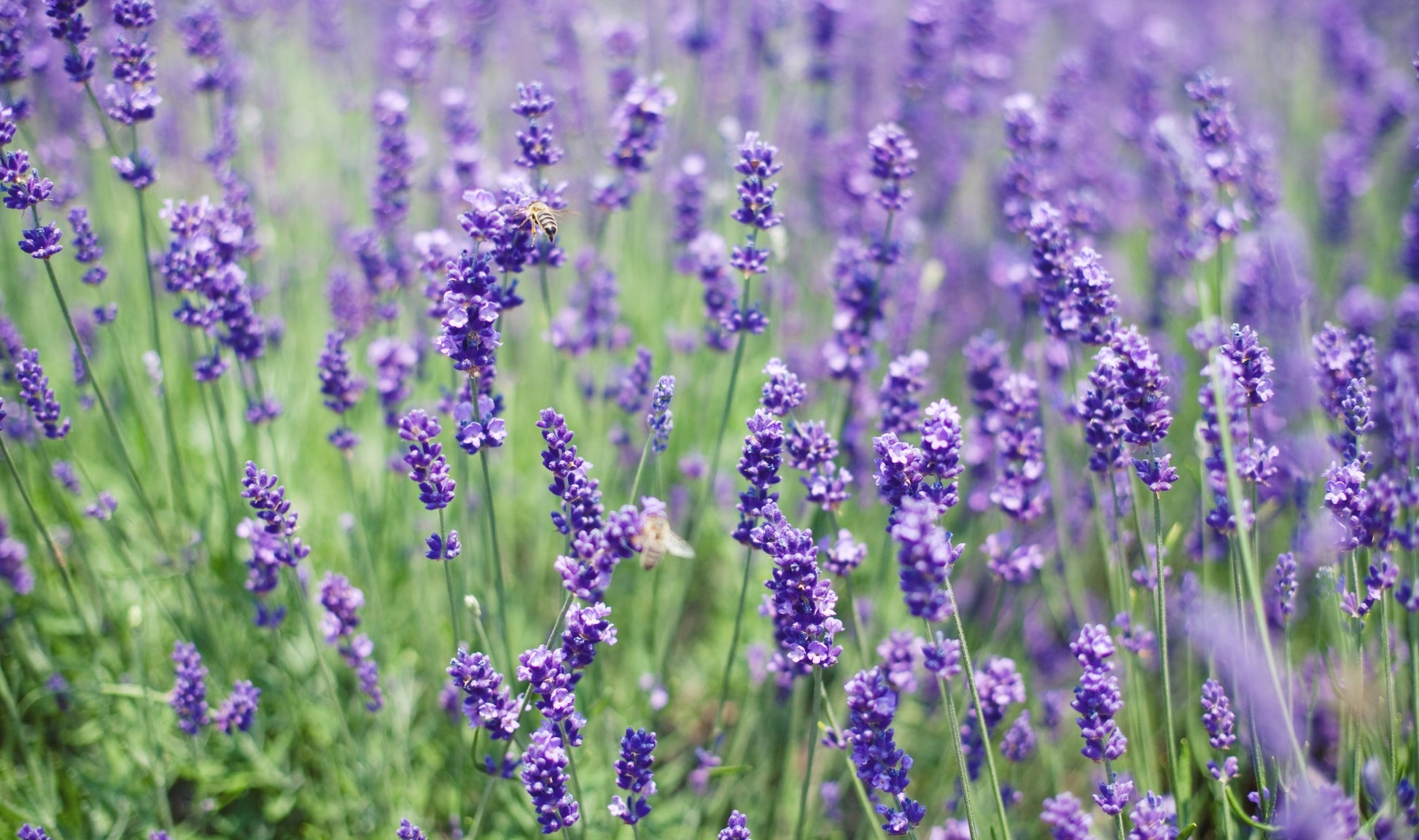 OFFERTA 3 PIANTE DI LAVANDA VASO 14CM