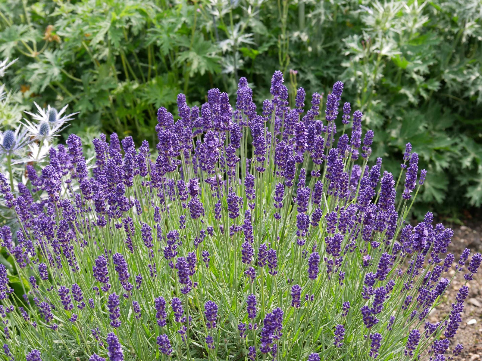 LAVANDA IN VASO DA 10CM