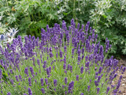 LAVANDA IN VASO DA 10CM