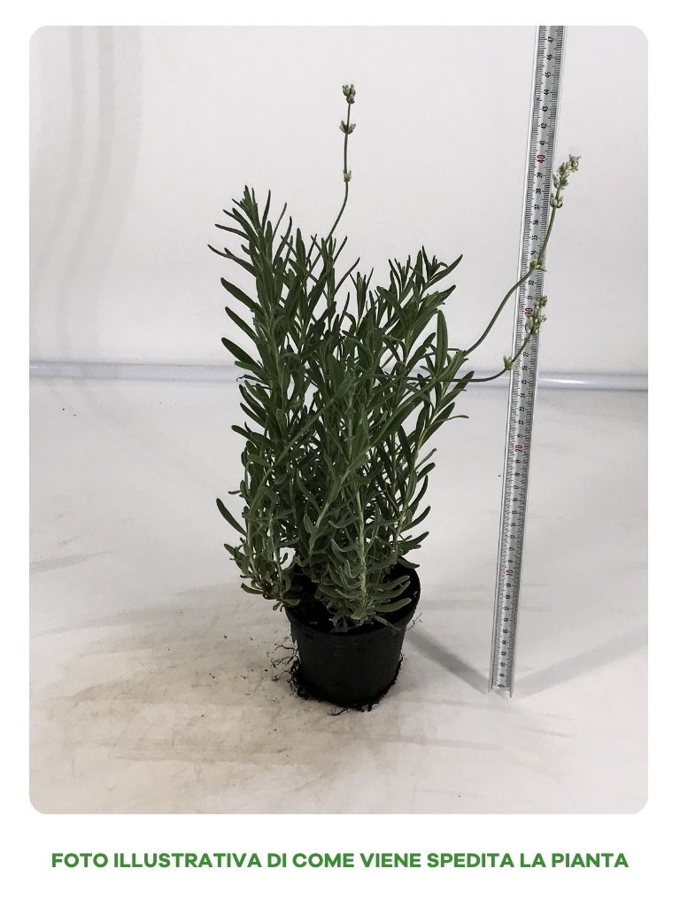 LAVANDA IN VASO DA 10CM