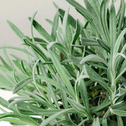LAVANDA ANGUSTIFOLIA IN VASO 14CM