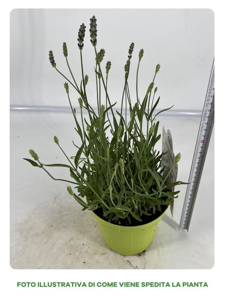 LAVANDA NANA HIDCOTE IN VASO 14CM