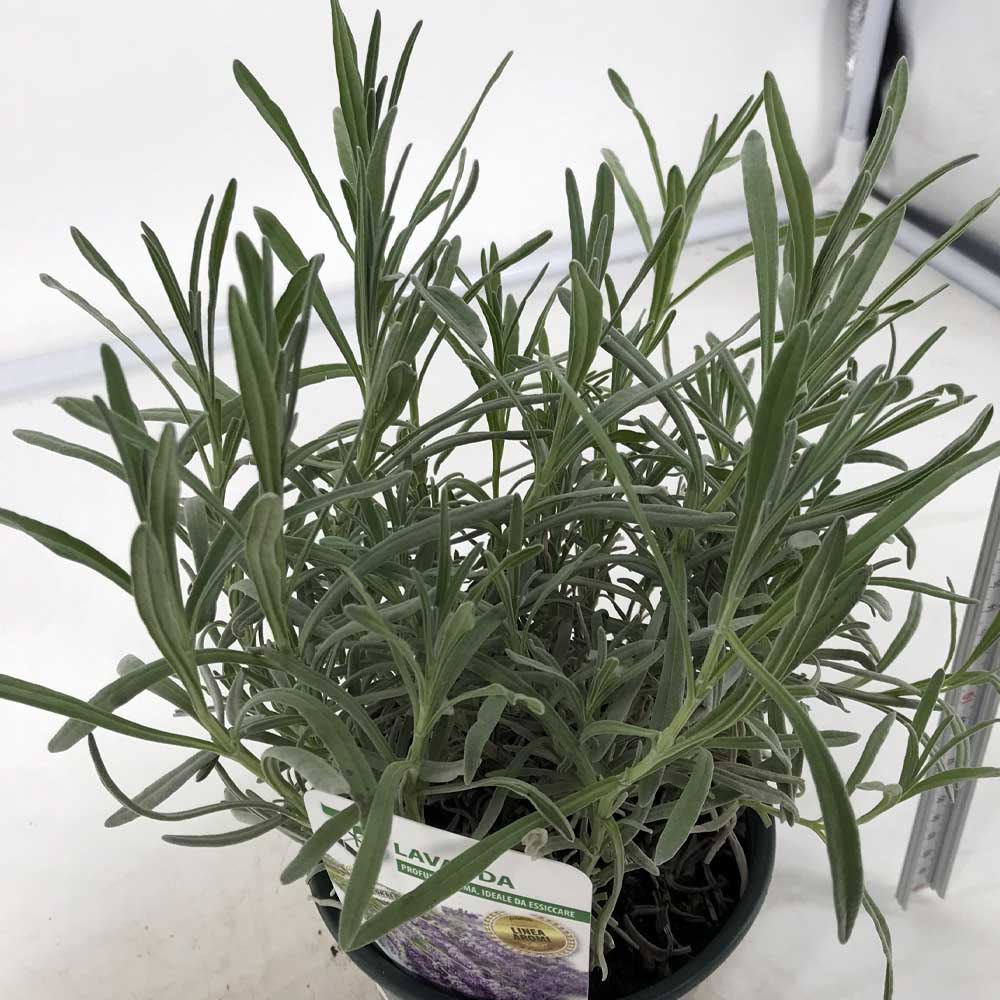 1 PIANTA DI LAVANDA VERA VASO 14CM