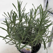 1 PIANTA DI LAVANDA VERA VASO 14CM