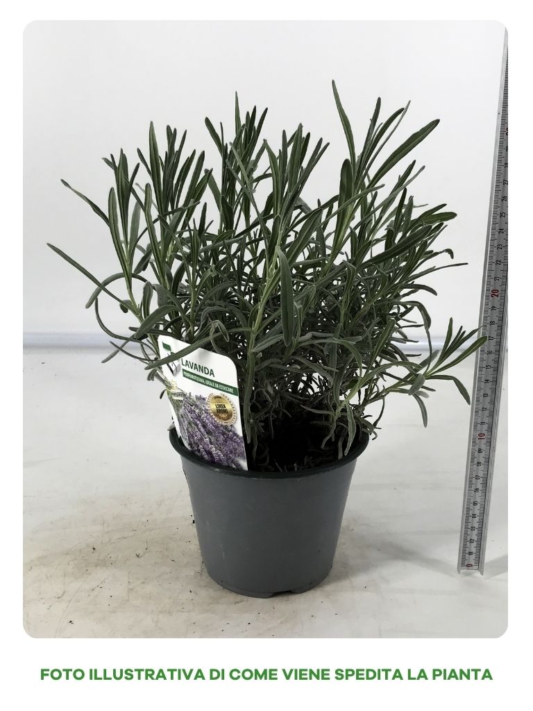 1 PIANTA DI LAVANDA VERA VASO 14CM