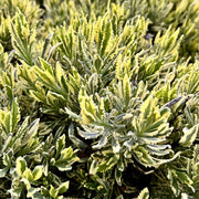 LAVANDULA VARIEGATA IN VASO 18CM