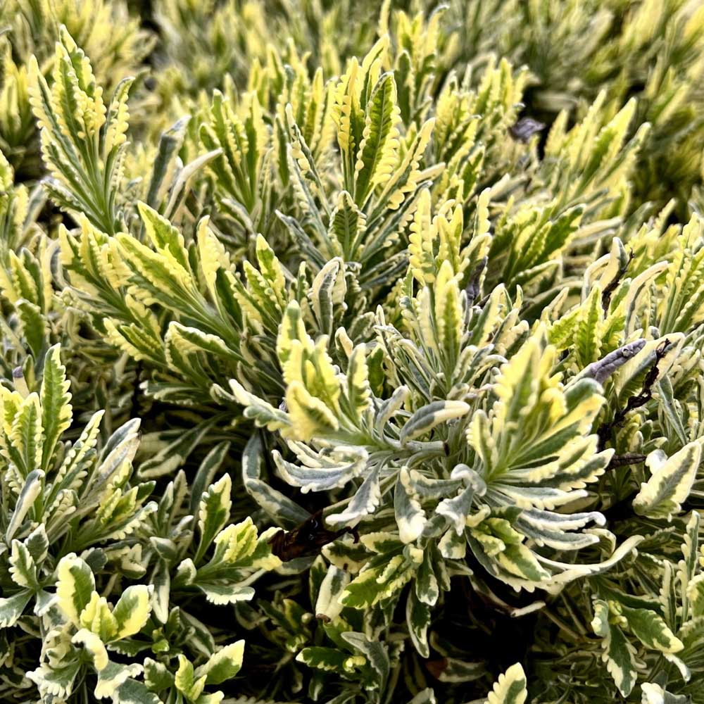 LAVANDULA VARIEGATA IN VASO 18CM