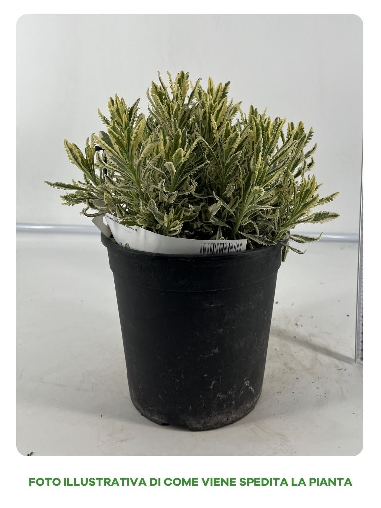 LAVANDULA VARIEGATA IN VASO 18CM