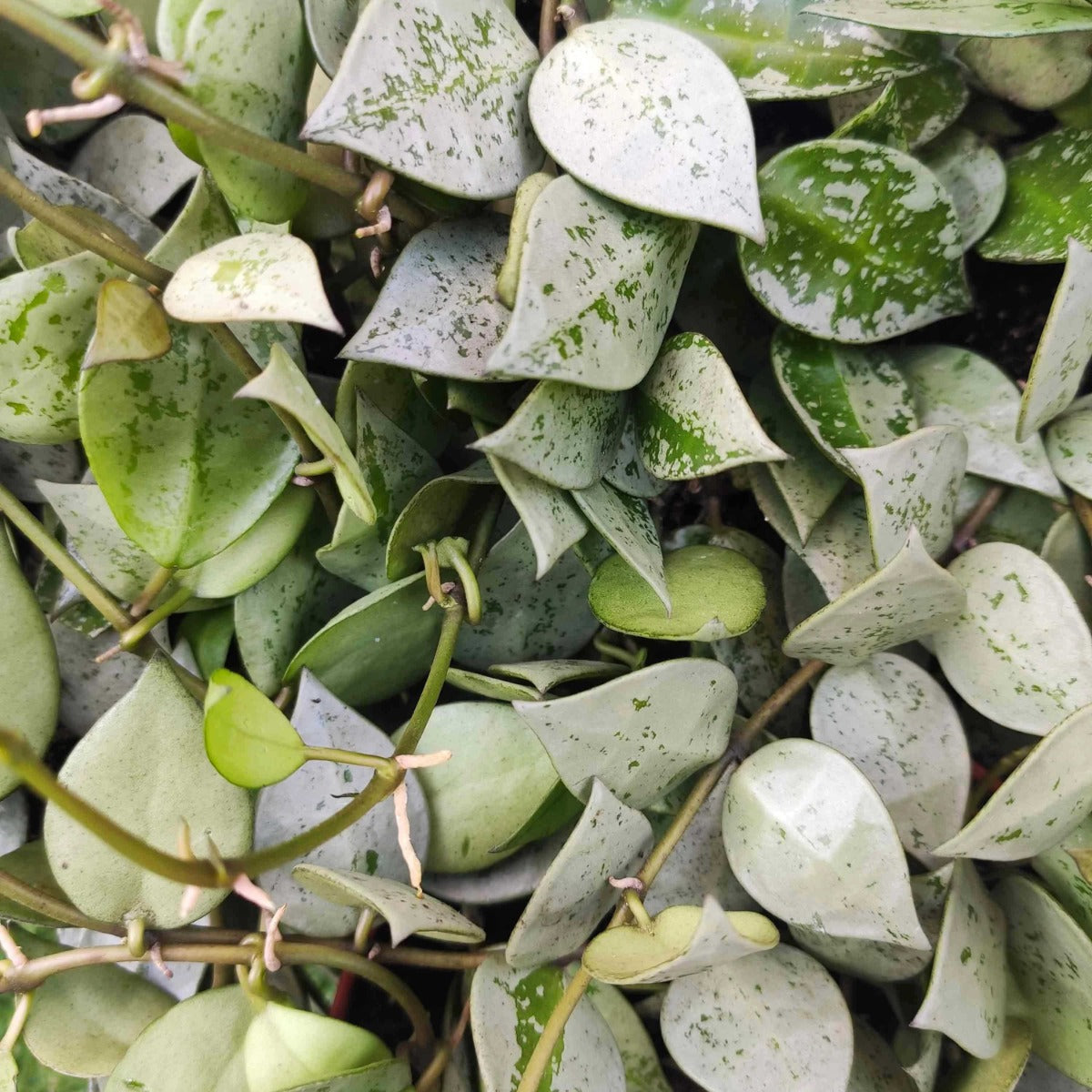 HOYA KROHNIANA ESKIMO FIORE DI CERA IN VASO 14CM