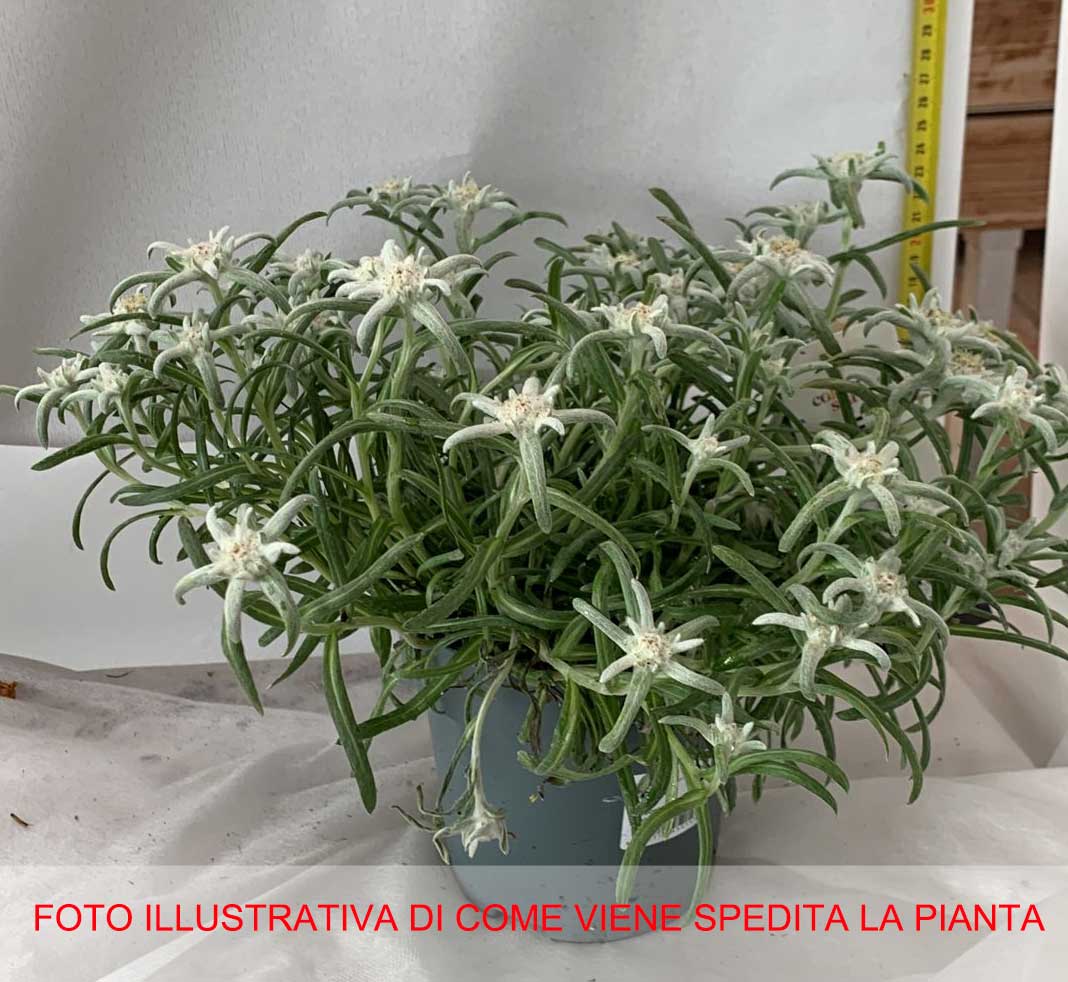 LEONTOPODIUM ALPINUM STELLA ALPINA VASO 15CM
