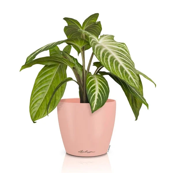 Vaso Classico "Deco 14" D15 H13.5CM Rosa Magnolia Opaco LECHUZA