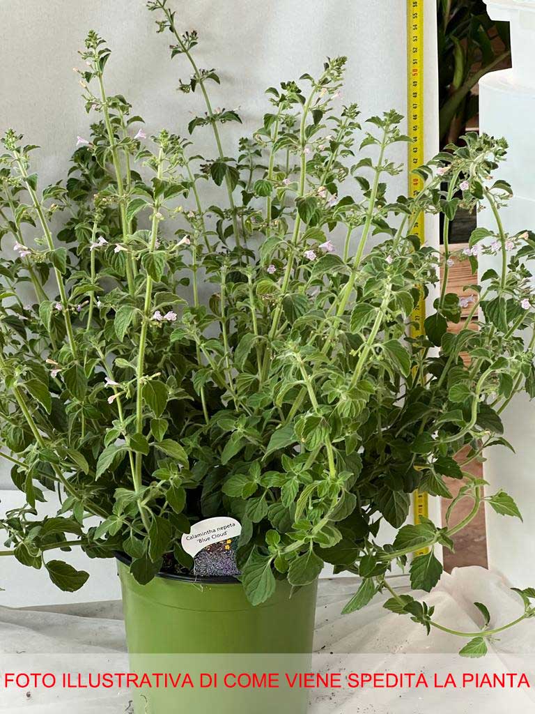 CALAMINTHA NEPETA BLUE CLOUD IN VASO 17CM