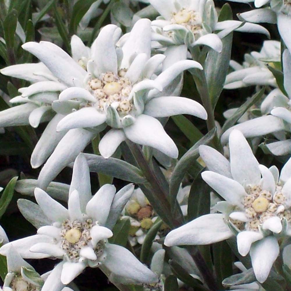 LEONTOPODIUM STELLA ALPINA IN VASO DA 12CM