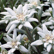 LEONTOPODIUM STELLA ALPINA IN VASO DA 12CM
