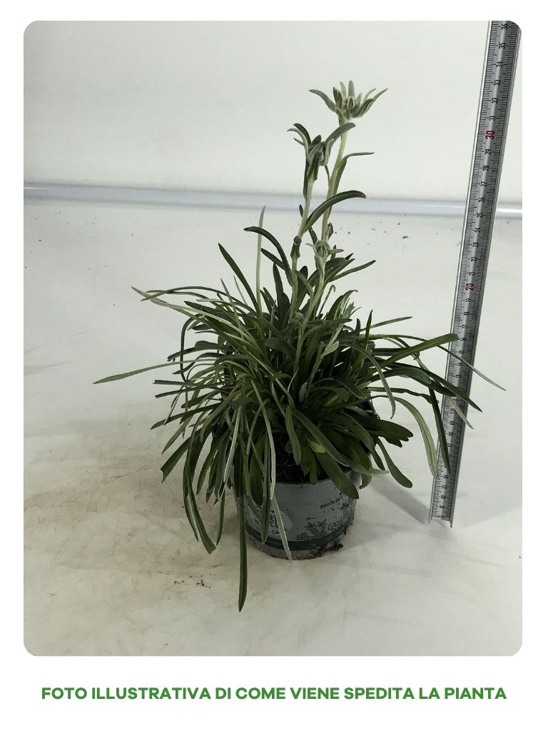 LEONTOPODIUM STELLA ALPINA IN VASO DA 12CM