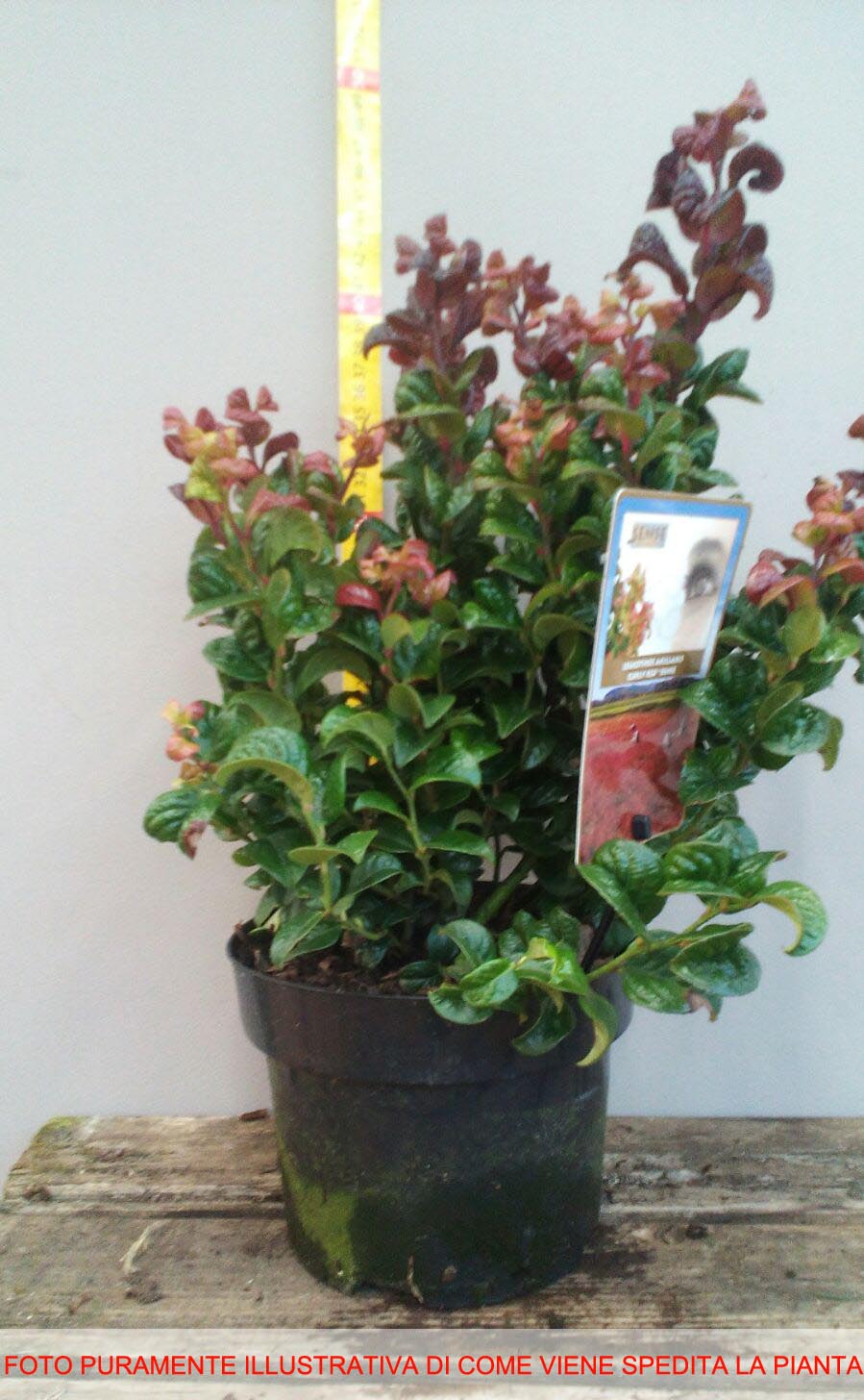LEUCOTHOE CURLY RED IN VASO 17CM