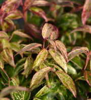 LEUCOTHOE FONTANESIANA VASO 19CM