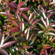 LEUCOTHOE KEISKEI ROYAL RUBY VASO 17CM