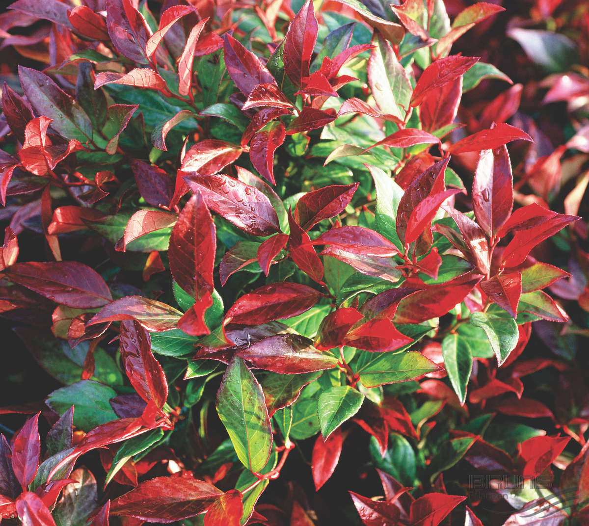LEUCOTHOE SCARLETTA VASO 24CM
