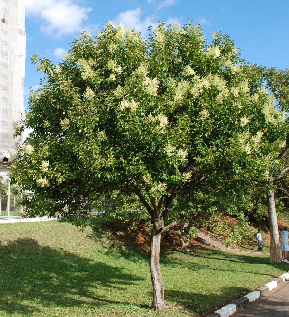 LIGUSTRUM LUCIDUM VASO 16CM