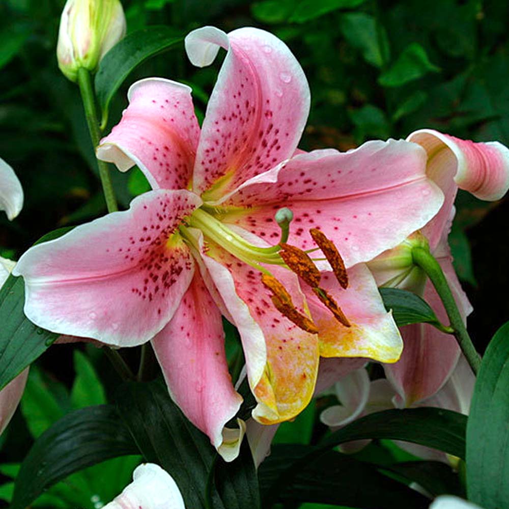 LILIUM IN VASO DA 17CM