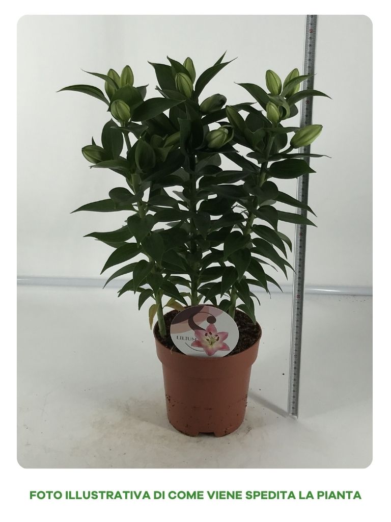 LILIUM IN VASO DA 17CM