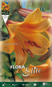 LILIUM TRUMPET AFRICAN QUEEN  (CONFEZIONE DA 1 BULBO)