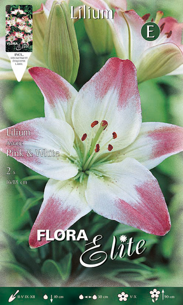 OFFERTA 14 BULBI LILIUM ASIATICI ROSA & BIANCO
