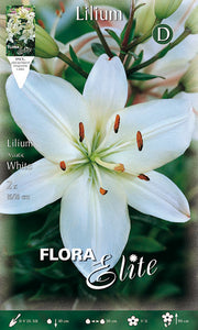 LILIUM ASIATIC WHITE (CONFEZIONE DA 2 BULBO)