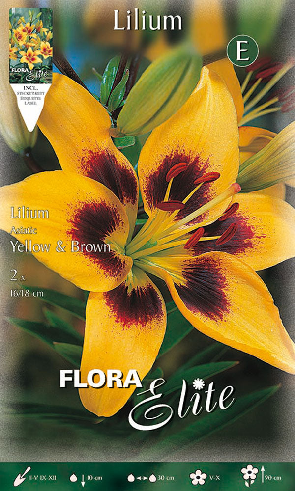 OFFERTA 6 BULBI LILIUM ASIATICI GIALLO & MARRONE