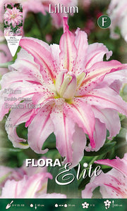 LILIUM ORIENTAL BROKEN HEART A FIORE DOPPIO (CONFEZIONE DA 2 BULBI)