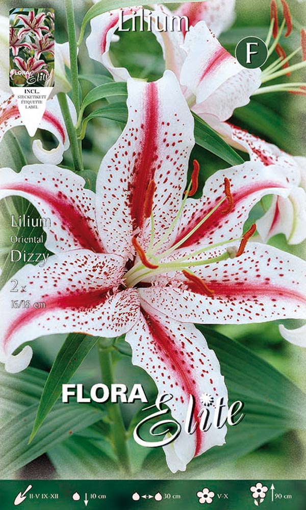 LILIUM ORIENTAL DIZZY (CONFEZIONE DA 2 BULBI)