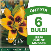 OFFERTA 6 BULBI LILIUM ASIATICI GIALLO & MARRONE