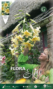 LILIUM GIGANTE HONEYMOON (CONFEZIONE DA 2 BULBI)