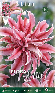 LILIUM ORIENTAL MAGIC STAR A FIORE DOPPIO (CONFEZIONE DA 2 BULBI)