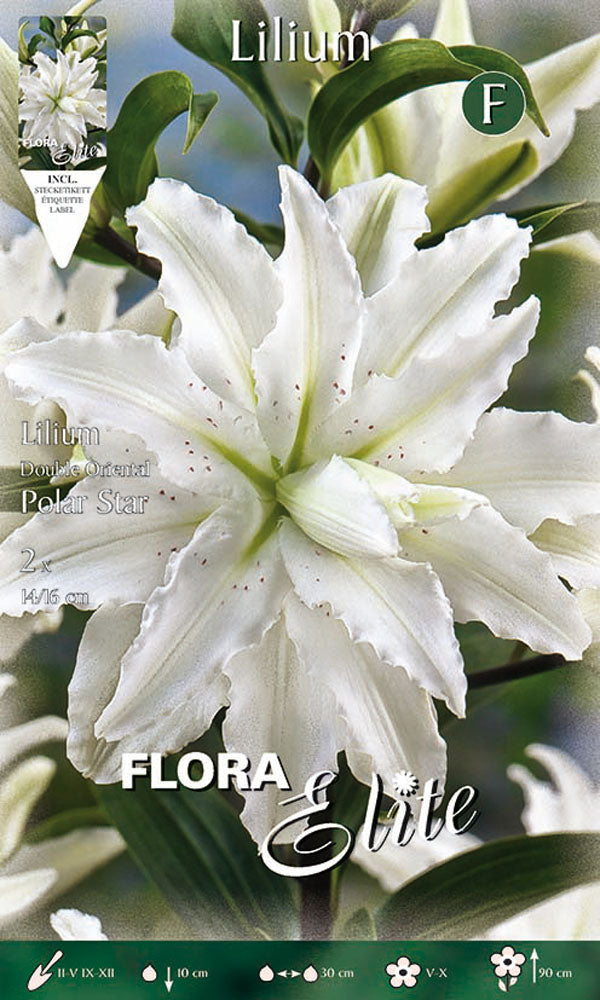 LILIUM ORIENTAL POLAR STAR A FIORE DOPPIO (CONFEZIONE DA 2 BULBI)