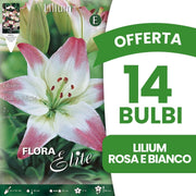 OFFERTA 14 BULBI LILIUM ASIATICI ROSA & BIANCO
