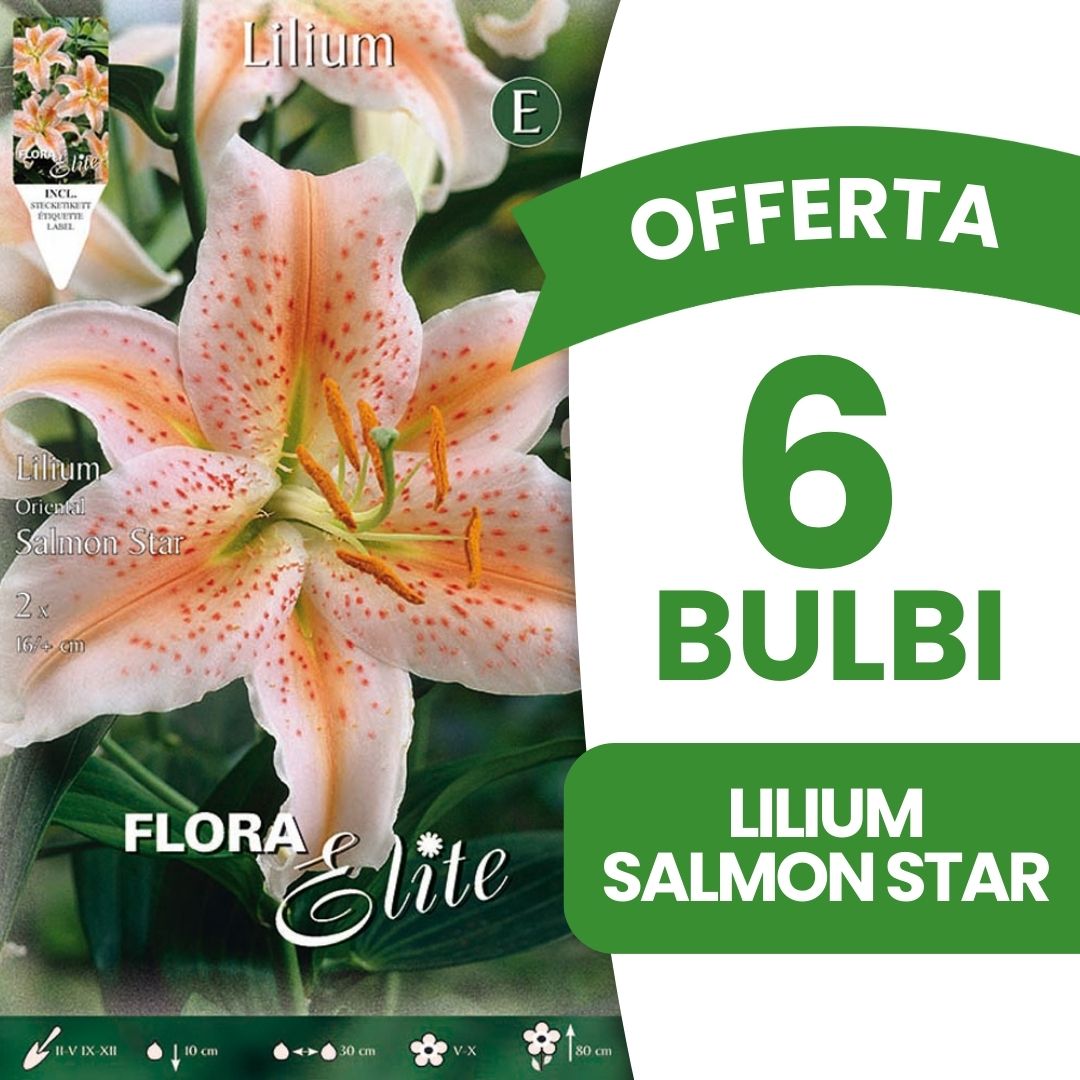 OFFERTA 6 BULBI LILIUM ORIENTAL SALMON STAR