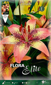 LILIUM ASIATICI TRIBAL DANCE (CONFEZIONE DA 2 BULBI)