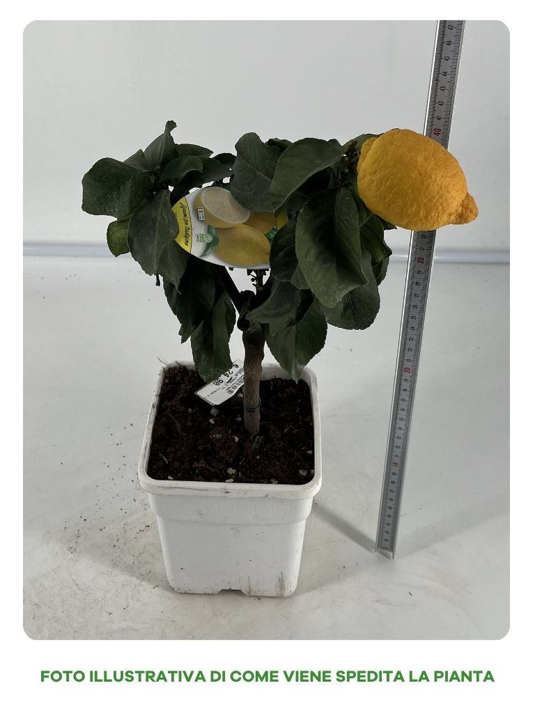 LIMONE CITRUS VASO QUADRATO 14CM