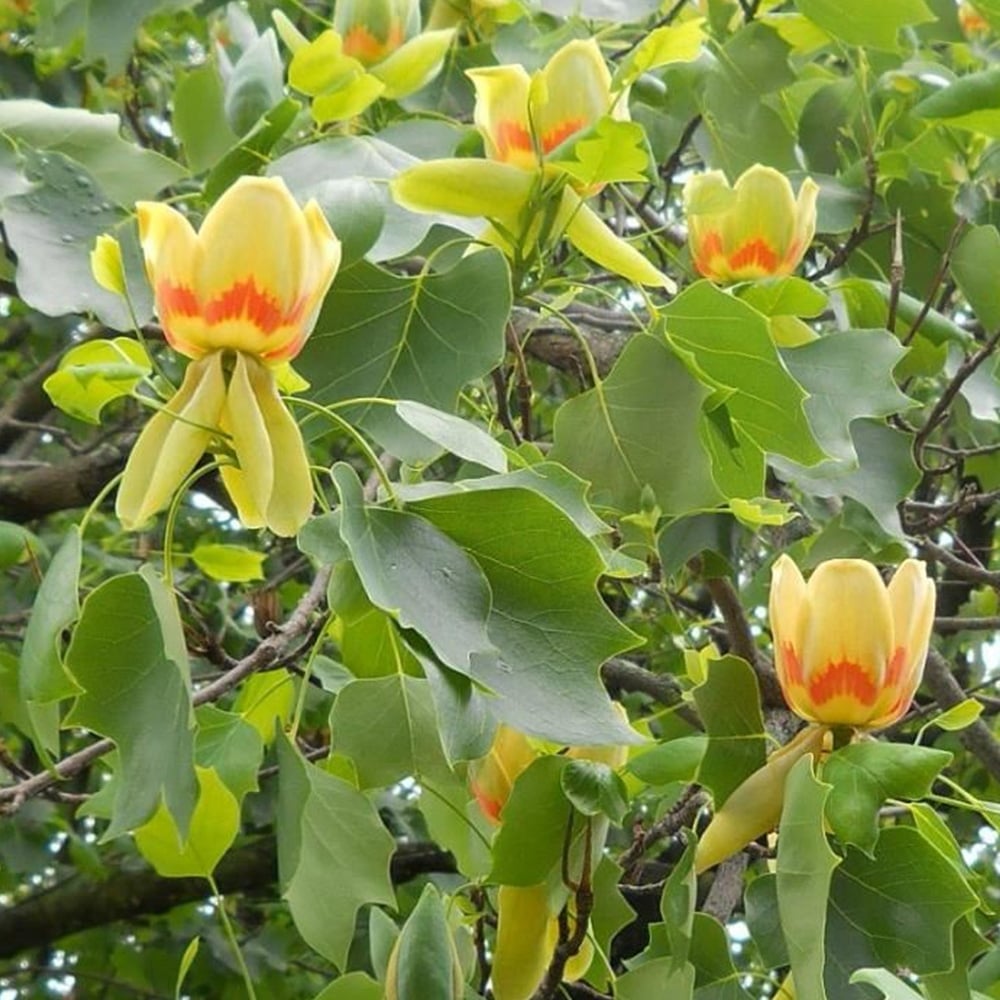 LIRIODENDRON TULIPIFERA ALBERO DEI TULIPANI VASO 23CM