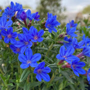 LITHODORA IN VASO DA 14CM