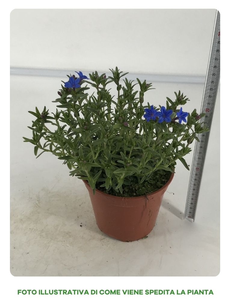 LITHODORA IN VASO DA 14CM