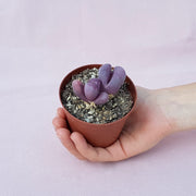LITHOPS LITHOPS OPTICA RUBRA VASO 5.5CM