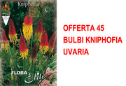 OFFERTA 45 BULBI KNIPHOFIA UVARIA