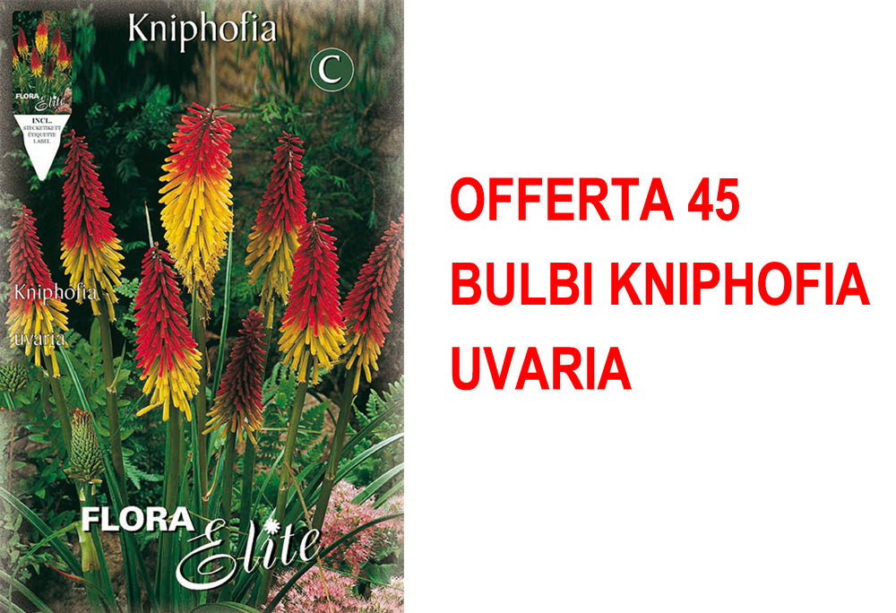 OFFERTA 45 BULBI KNIPHOFIA UVARIA